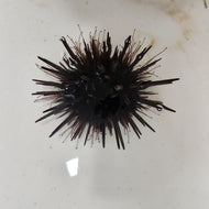 Black Urchin