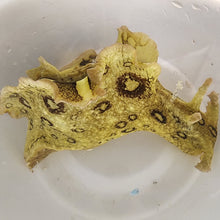 Load image into Gallery viewer, Spotted Sea Hare (Aplysia dactylomela)
