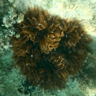 Rock Flower Anemone - Dk Red & Dk Red -Epicystis crucifer