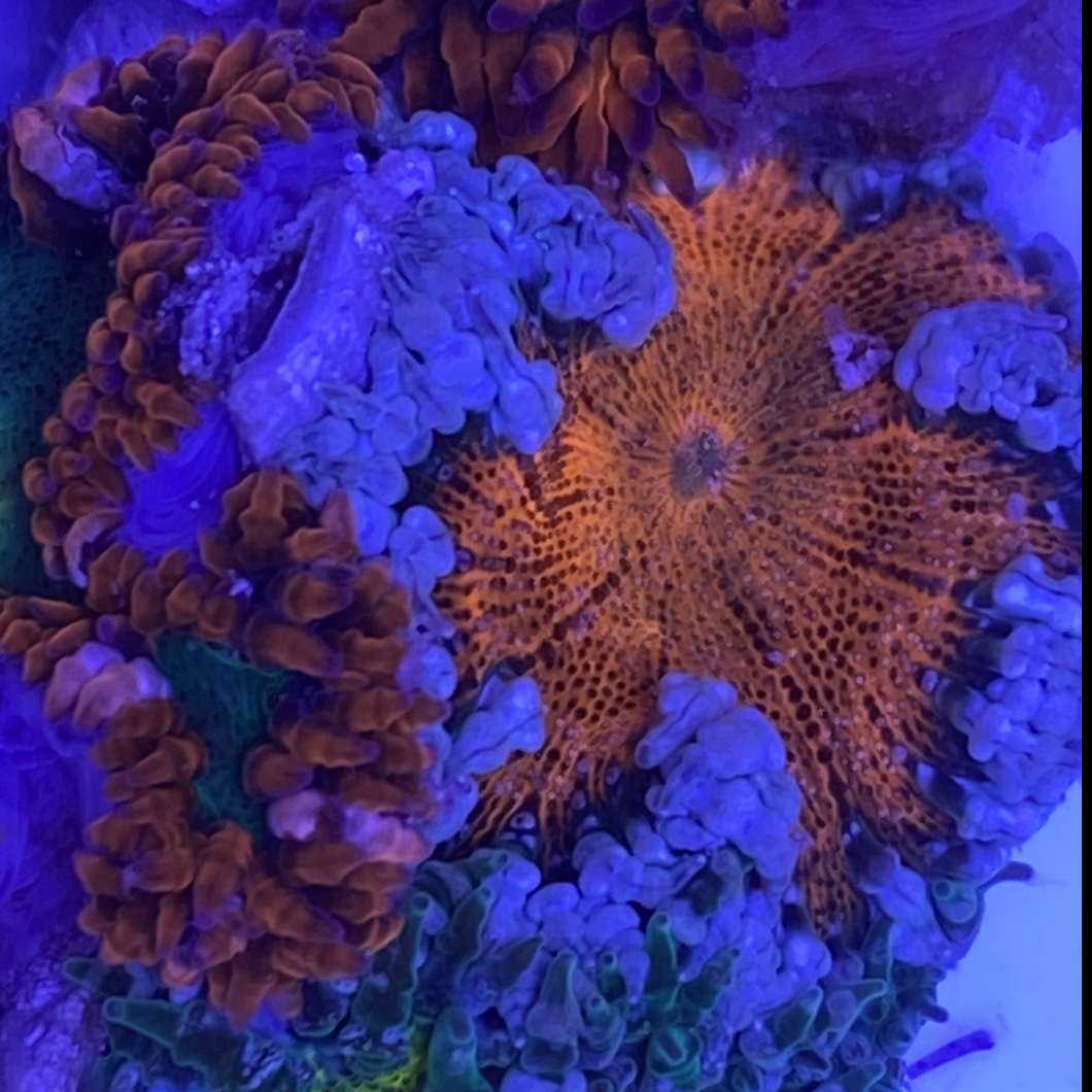 Ultra Flower Anemone - Orange/Blue & White - Epicystis crucifer