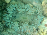 Rock Flower Anemone - Green/White & white Pagodas -Epicystis crucifer