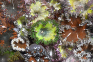 Ultra Flower Anemone -Epicystis crucifer - 5 pack of various colors