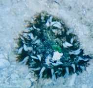 Rock Flower Anemone - Green & White Claws -Epicystis crucifer