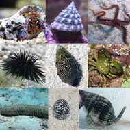 Premium Algae Attack Package - 75+ gallons