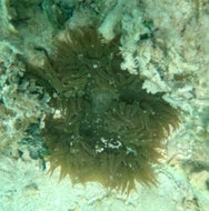 Rock Flower Anemone - Dk Green & Brown Feathers  -Epicystis crucifer