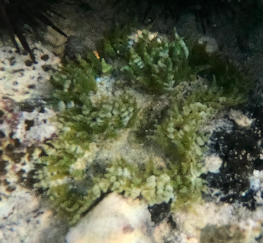 Rock Flower Anemone - Tan/Green & White Bubbles -Epicystis crucifer
