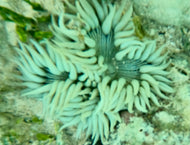 Rock Flower Anemone - White Zebra & White Fingers  - Epicystis crucifer