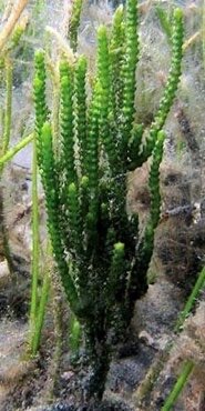 Cactus Caulerpa -Caulerpa cupressoides
