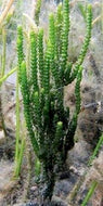 Cactus Caulerpa -Caulerpa cupressoides