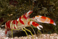 Pistol Shrimp - Alphedae
