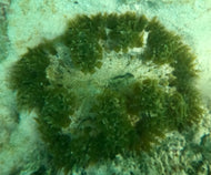 Rock Flower Anemone - White & /Dk Green -Epicystis crucifer