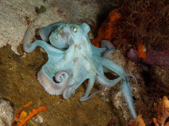 Octopus Carribean - Octopus