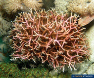 Tubular Thicket -Galaxaura sp