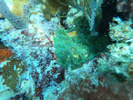 Ricordea Green/Purple - Corallimoph