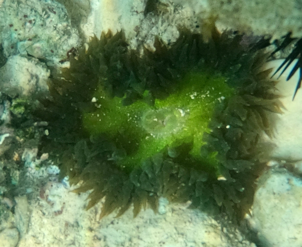 Rock Flower Anemone - Fluorescent Green & Dk Green - Epicystis crucifer