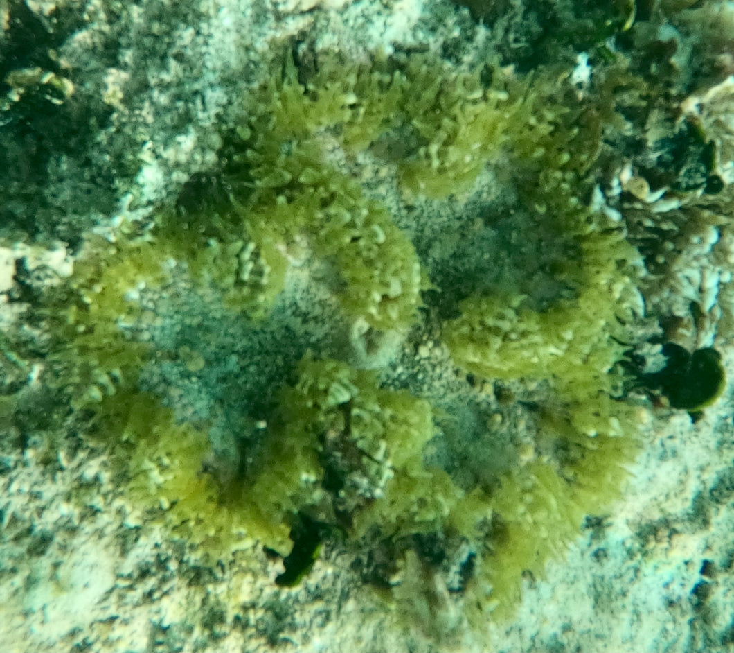 Rock Flower Anemone - Tan & Light Green Bubbles - Epicystis crucifer