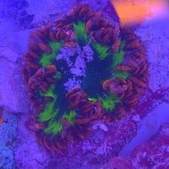 Ultra Flower Anemone - Blue/Yellow & Red Rock -Epicystis crucifer