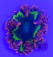 White/Yellow & Blue Ultra Flower Anemone -Epicystis crucifer