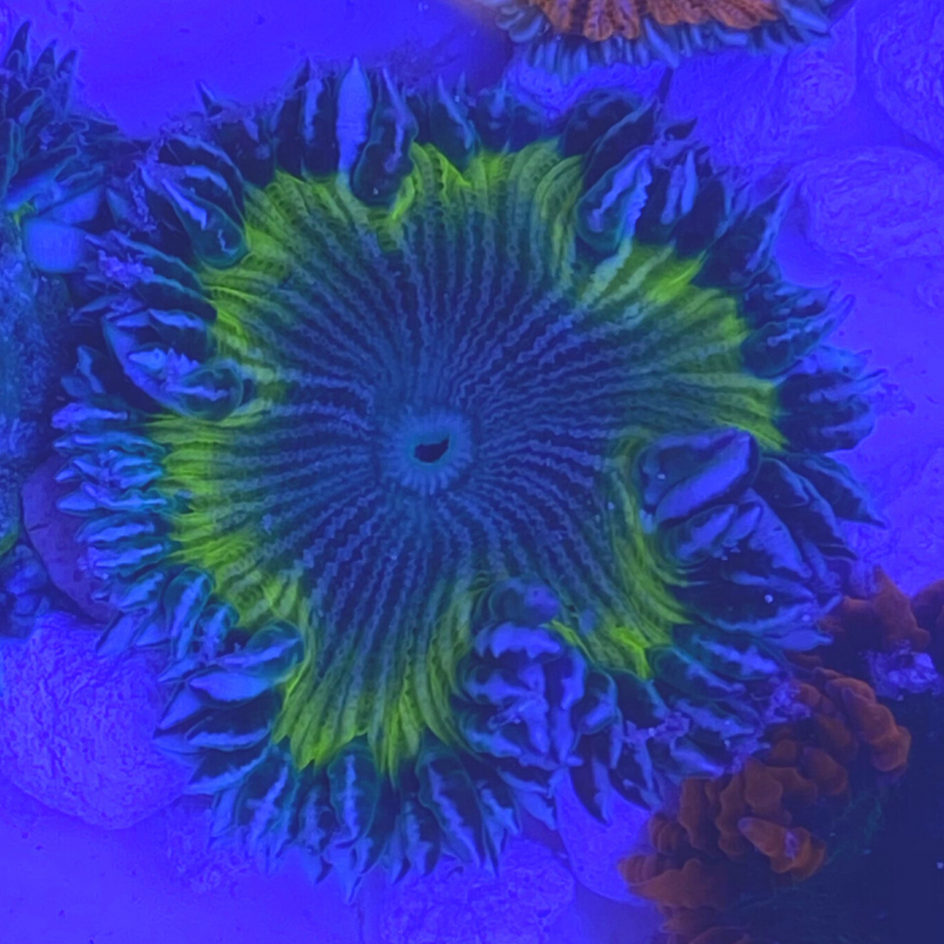 Rock Flower Anemone Blue & Yellow -Epicystis crucifer