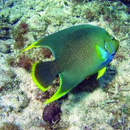 Blue Angelfish LARGE 3 - 6 Inches -Holacanthus bermudensis