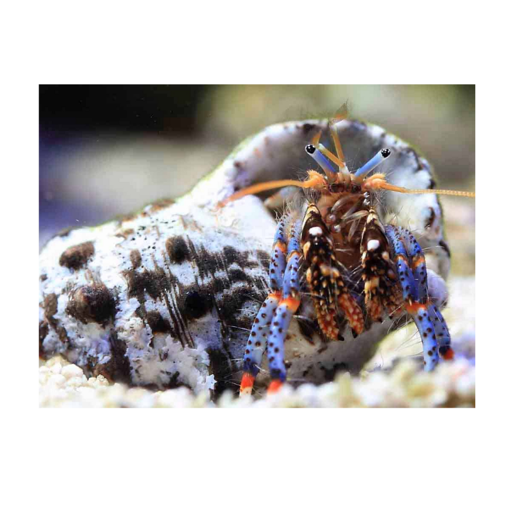 Blue Legs Hermit Crab White Shell LARGE -Clibanarius Tricolor