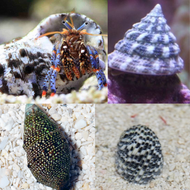 Basic Algae Attack Package - 55 gallon