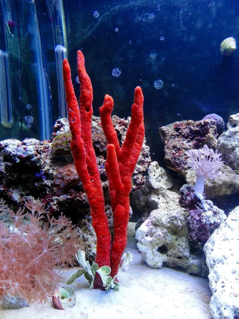 Red Tree Sponge -Ptilocaulis sp