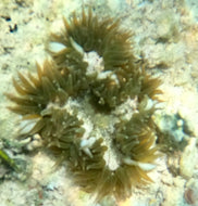 Rock Flower Anemone - Tan & Brown -Epicystis crucifer