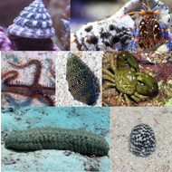 Deluxe Algae Attack Package - 55 gallons