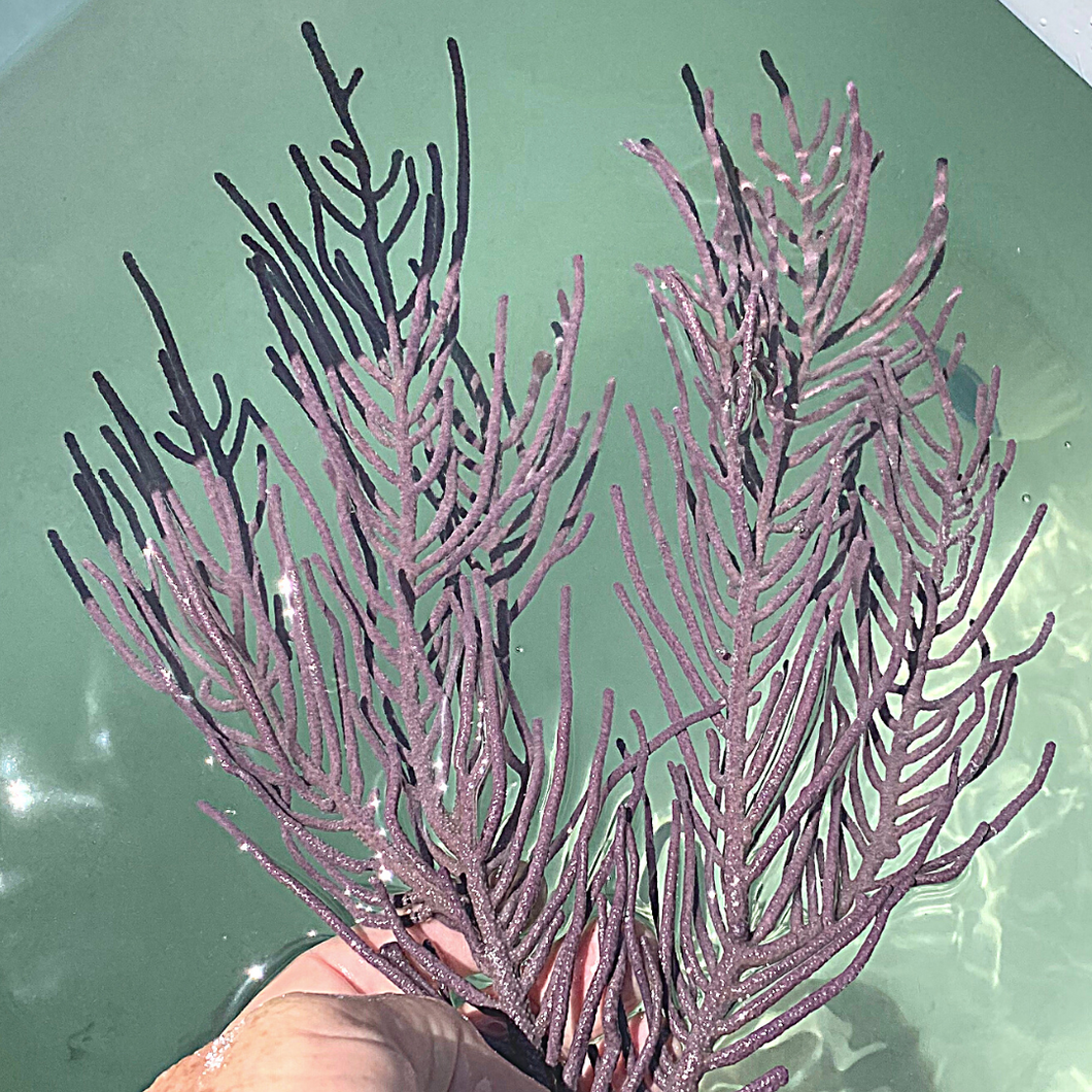 Gorgonia Frilly Purple Small - Pseudopterogorgia
