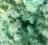 Rock Flower Anemone - Dk Green& White Beads -Epicystis crucifer