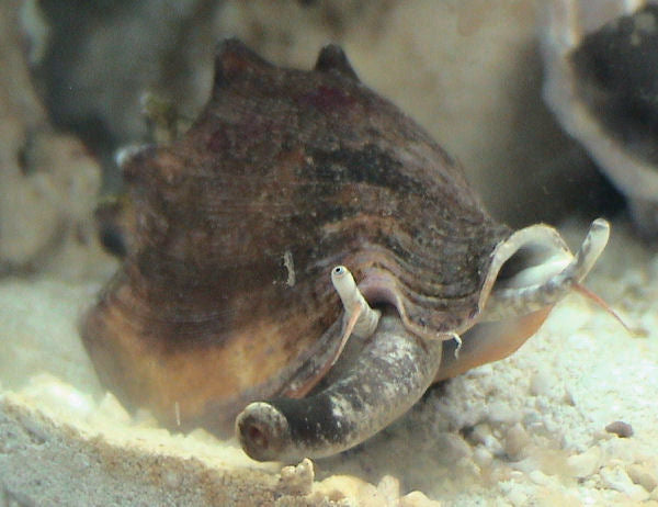 Florida Fighting Conch - Strombus alatus