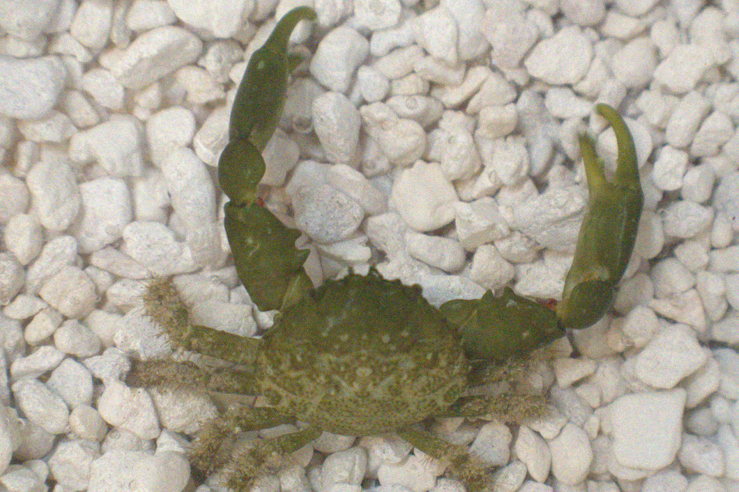 Emerald Crab -Mithrax sculptus