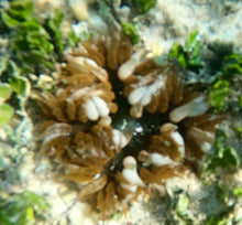 Load image into Gallery viewer, Rock Flower Anemone - Green/Red and White Claws -Epicystis crucifer
