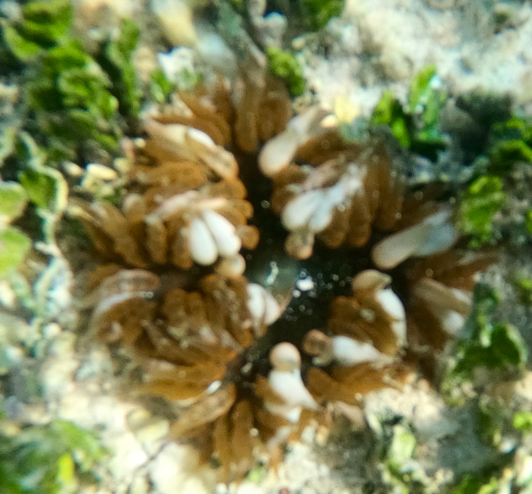 Rock Flower Anemone - Green/Red and White Claws -Epicystis crucifer