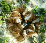 Rock Flower Anemone - Green/Red and White Claws -Epicystis crucifer