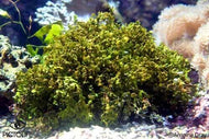 Carpentig Halimeda - Halameda Opuntia