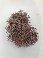 Pink Segmented Algae - Jania spp