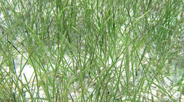 Sea Grass Manatee -Syringodium filiforme