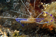 Peterson Cleaner Shrimp  - Periclimenes pedersoni