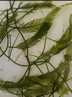 Caulerpa Ashmeadii
