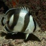 Banded Butterflyfish - Chaetodon striatus