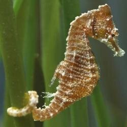 Dwarf SeaHorse-Hippocampus Zosterae