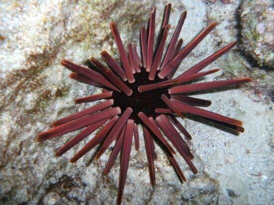 Slate Pencil Urchin -Eucidaris tribuloides