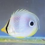 Butterflyfish Four Eyes-Chaetodon capistratus
