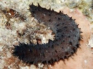 Sea Cucumber cleaner building block - 2 pack