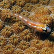 Glass Goby - Family Coryphopterus