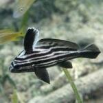 Hi Hat-Equetus acuminatus