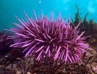 Purple Urchin -Echinometra viridis