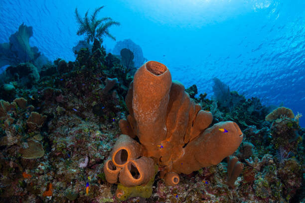 Brown Tube Sponge -Algalas Conifera